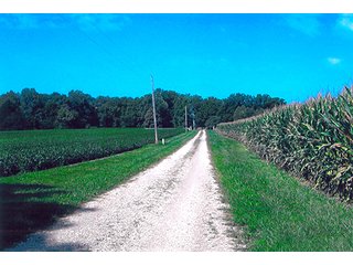 County Road to Tract 1 - LAND AUCTION, 223+/- Acres offered in 3 Tracts